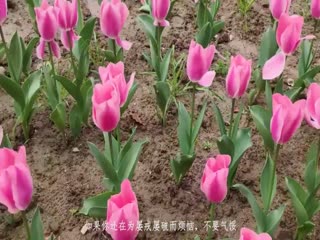 越南網紅EricaHand(E妹)tiao蛋閱讀黑絲_